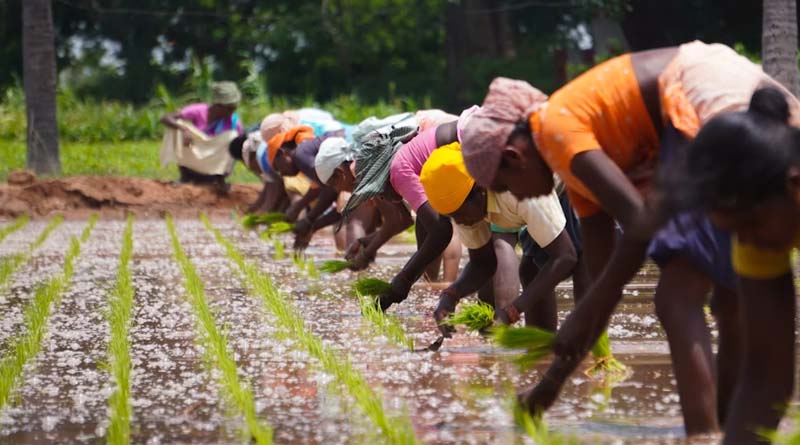 India Reports Strong Kharif Progress with Over 597 Lakh Hectares Sown