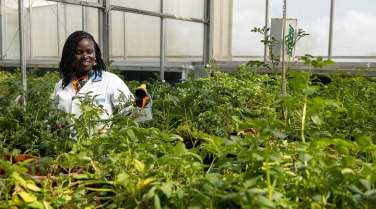 What Does Process Improvement Look Like For CGIAR Crop Breeding Programs?