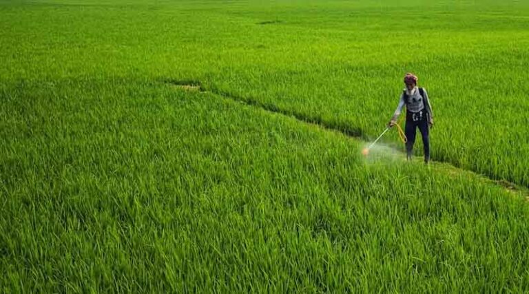 Is India’s Paddy Production on a Sustainable Growth Path? 5-Year Trends Say So