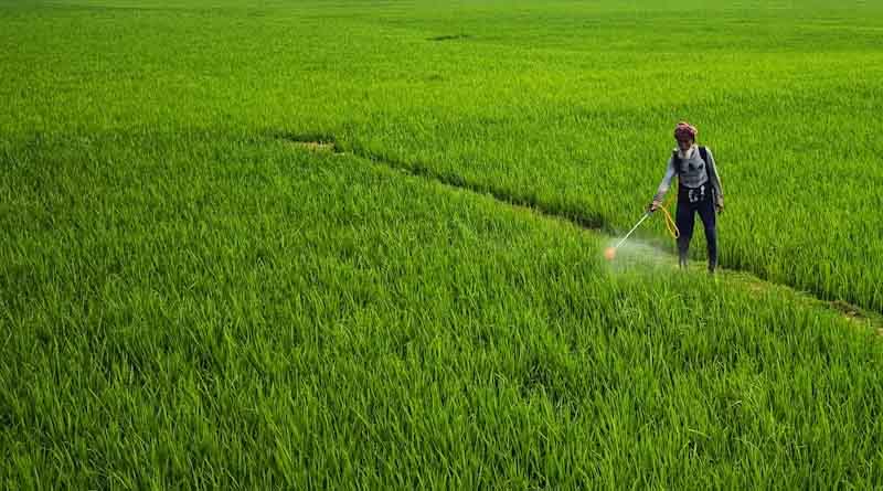 Is India’s Paddy Production on a Sustainable Growth Path? 5-Year Trends Say So