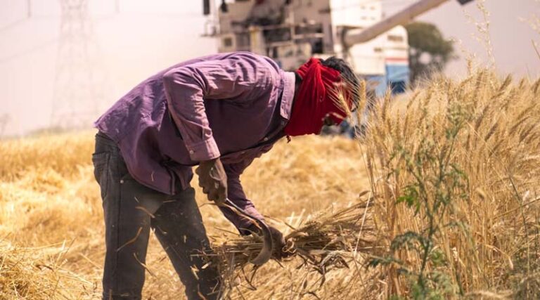 The Rising Menace of Fake Agri-Inputs in India: A Threat to Agriculture, Farmer and Food Security