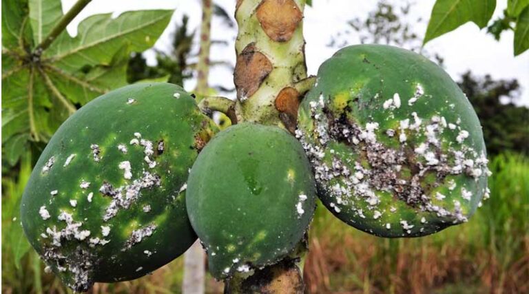Understanding Invasive Species In Agriculture: Introduction, Impact, And Management 