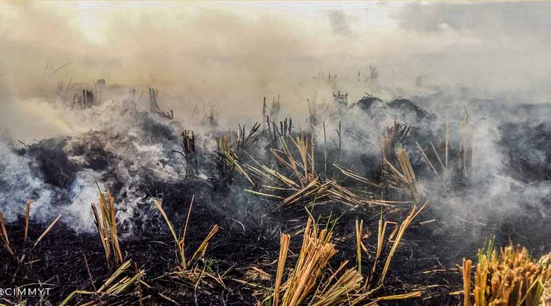 Agrobiodiversity Impacts Matter in Crop Residue Management Policies