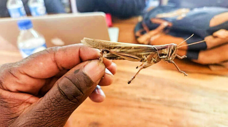 CABI Supports Steps To Implement Response Plan To Tackle Devastating Outbreak Of Red And African Migratory Locusts In Zambia