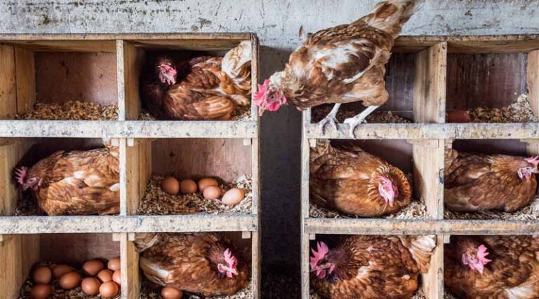 OECD-FAO Agricultural Outlook 2025-2034: Emerging Economies Will Drive Animal-source Food Consumption And Production