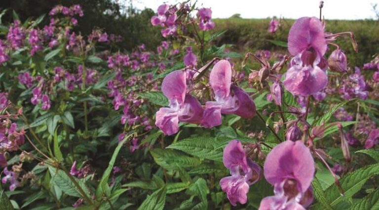 Biological Trial To Tackle One Of The UK’s Most Pervasive And Iconic Invasive Species Now Showing Early Success