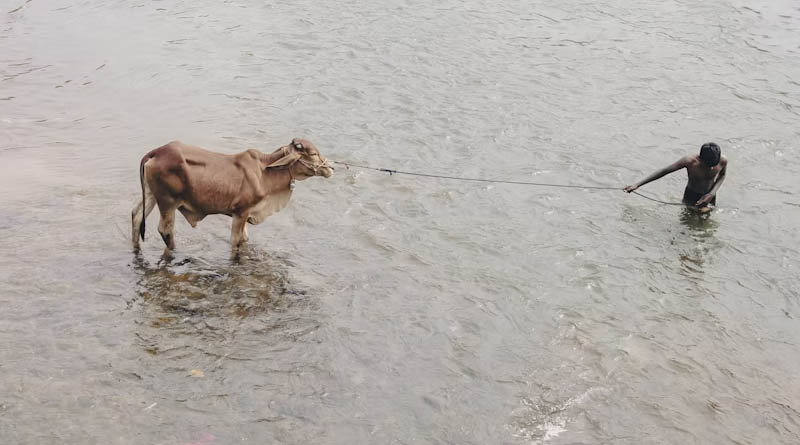 Rajasthan Government Assures Relief for Farmers: Crop Loss Survey to Begin After Heavy Rainfall