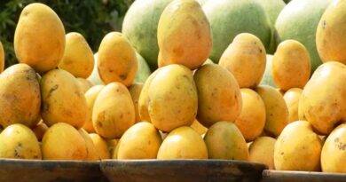 Gujarat Mangoes Gain Global Fame: 3,000 Tons Exported in Five Years, Gir Kesar Variety in High Demand