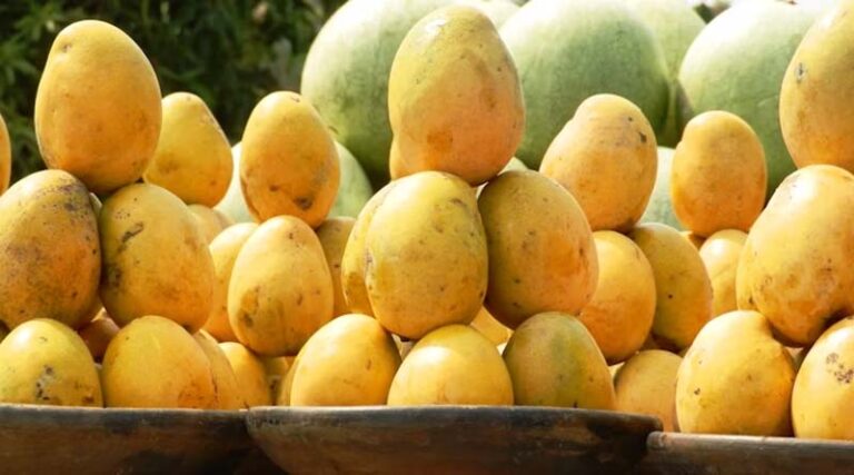 Gujarat Mangoes Gain Global Fame: 3,000 Tons Exported in Five Years, Gir Kesar Variety in High Demand