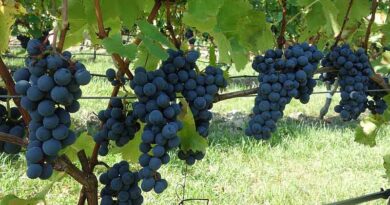 Viticulture in Transition: Survey Of The EU Project GrapeBreed4IPM