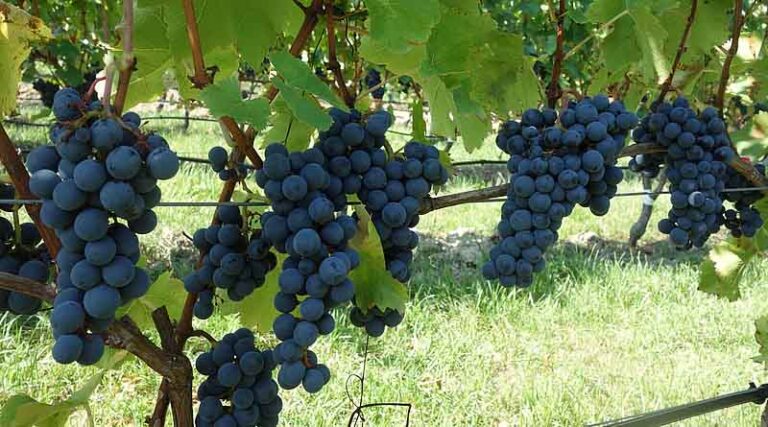Viticulture in Transition: Survey Of The EU Project GrapeBreed4IPM
