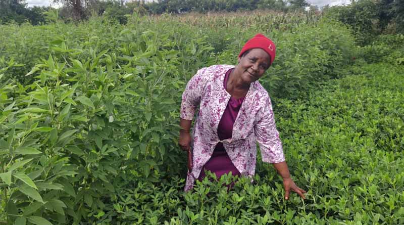 A Lifetime Of Learning: Dorothy Helema’s Journey With Conservation Agriculture In Malawi