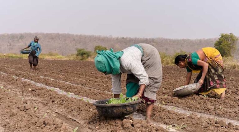 Cotton Sowing Declines While Overall Kharif Coverage Crosses 708 Lakh Hectares in India