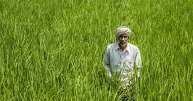 India Poised for Record Growth in Pulse Production by 2034: OECD-FAO Outlook