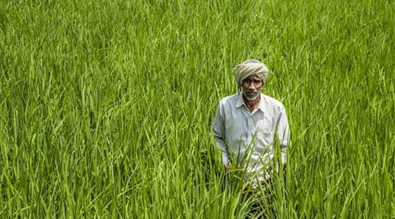 India Poised for Record Growth in Pulse Production by 2034: OECD-FAO Outlook