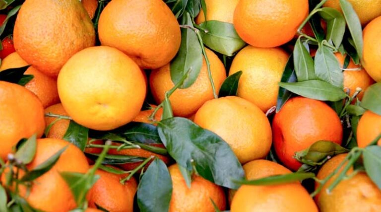 Improving Fruit Yield in Daisy Mandarin (Citrus Reticulata) by Foliar Application of Manganese and Iron