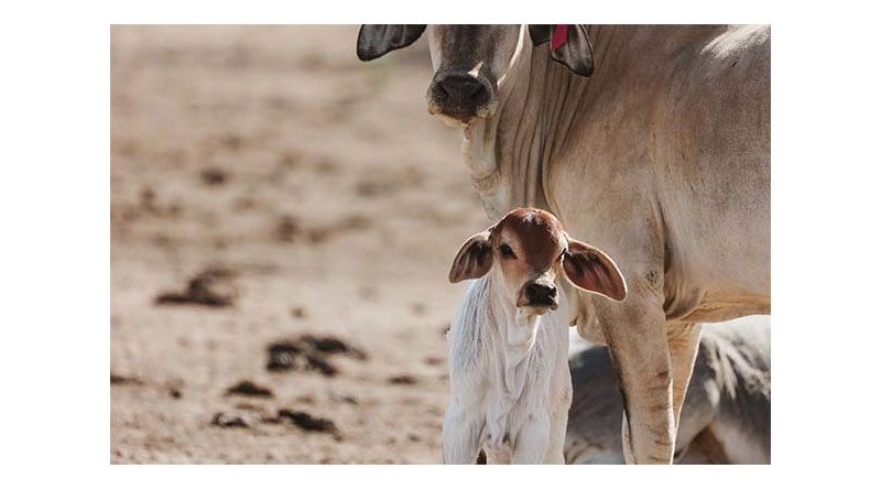Elders Facilitates Sale Of Carinya Brahman Stud