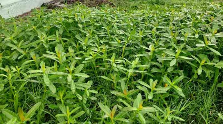 Alligator Weed (Alternantheraphiloxeroides) Or "Nalighas/dodhughas" Emerging As A Major Threat To Crops In Himachal Pradesh