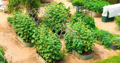Grow Abundantly and Water Wisely with Vego Garden's Summer Solution