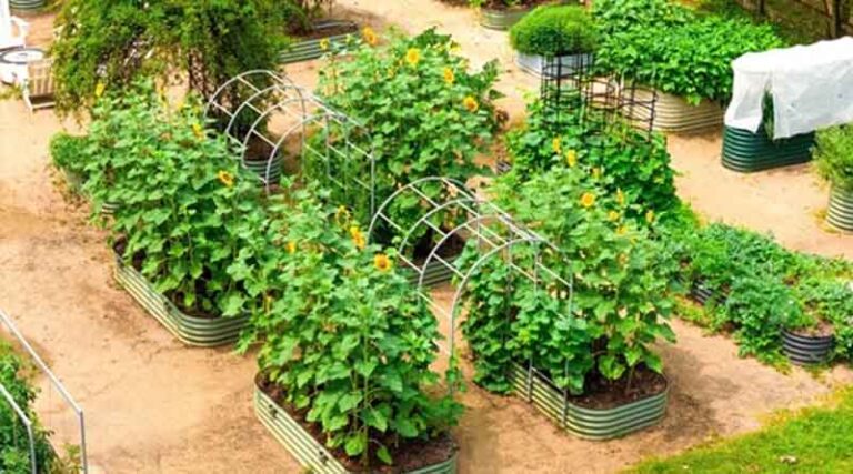 Grow Abundantly and Water Wisely with Vego Garden's Summer Solution