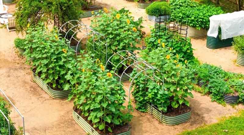 Grow Abundantly and Water Wisely with Vego Garden's Summer Solution