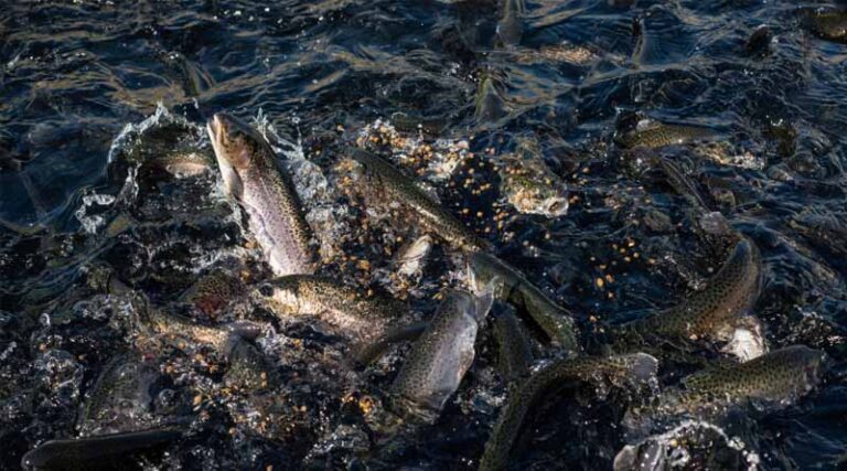 Conservation Groups Sue Over Aquaculture Pollution of Columbia River