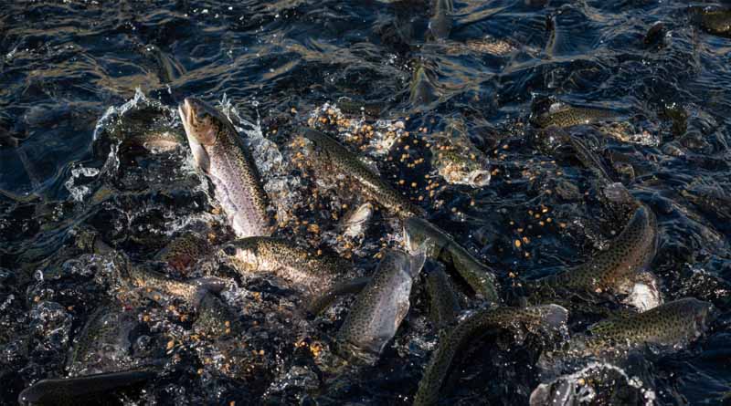 Conservation Groups Sue Over Aquaculture Pollution of Columbia River