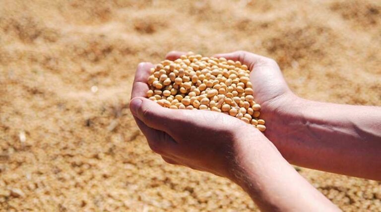 Farmers Shifting from Oilseeds to Maize? Indian Government Refutes Trend, Cites Growth in Oilseed Production