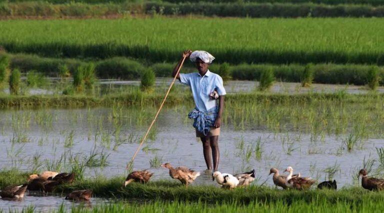 No Fresh Data on Farmer Suicides in 2025; Indian Govt Reiterates Commitment to MSP Reform