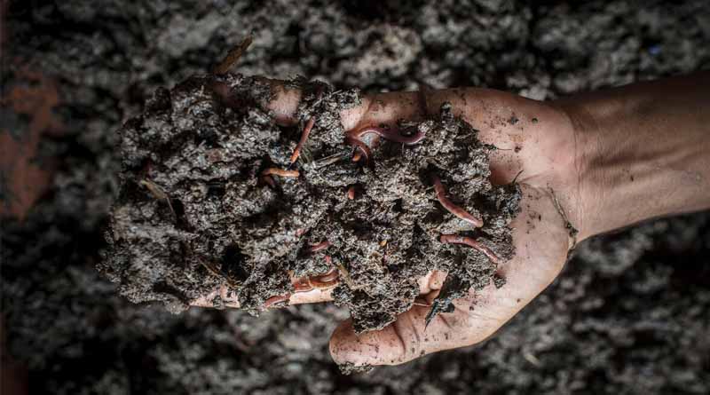 Global Soil Biodiversity Observatory Begins To Take Concrete Shape To Protect Life Below Ground