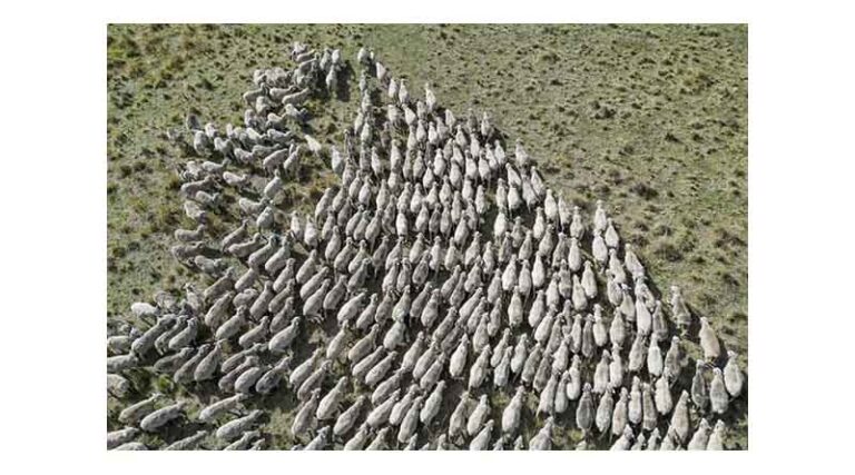 The Rise And Rise Of Australian Lamb Prices