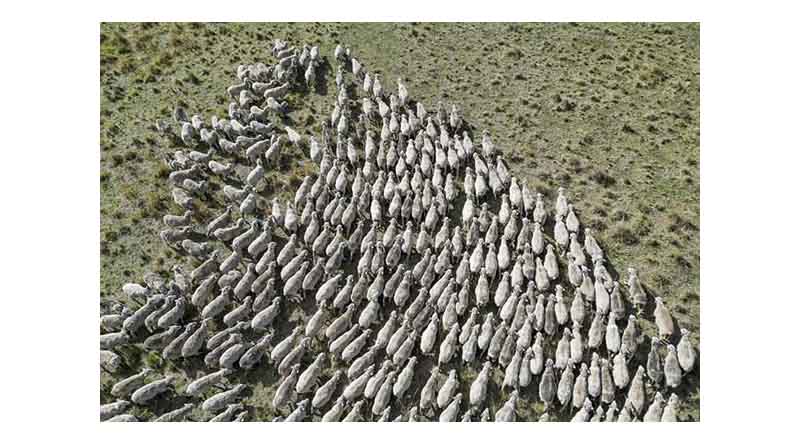The Rise And Rise Of Australian Lamb Prices