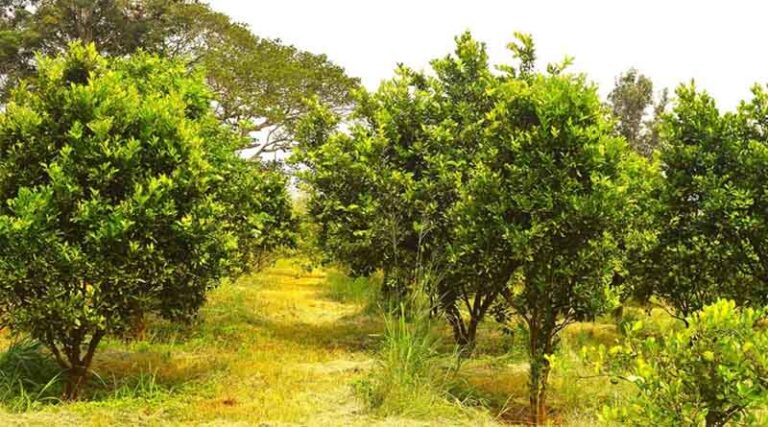 Mother Blocks Provide Seeds Of Hope For Ecosystem Restoration In Africa