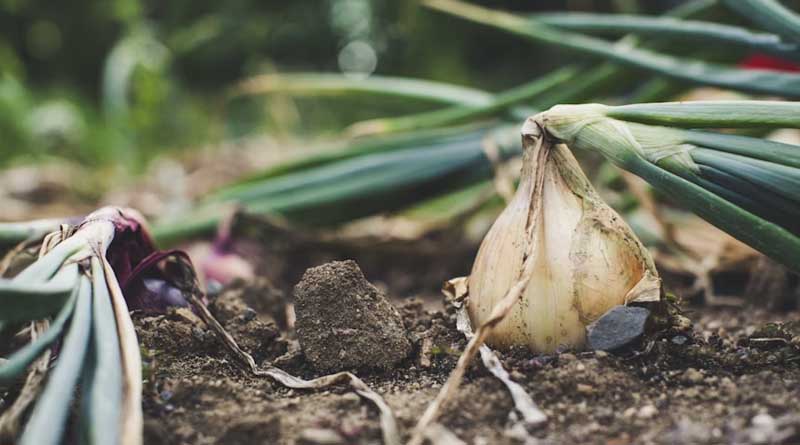 Maharashtra Approves ₹337 Crore Compensation for Crop Loss; Farmers in Affected Districts to Receive Relief