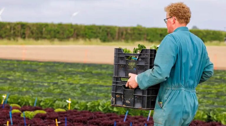 No New Official Downy Mildew Race In Europe