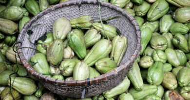 Colombia Chooses Its Opportunity Crops