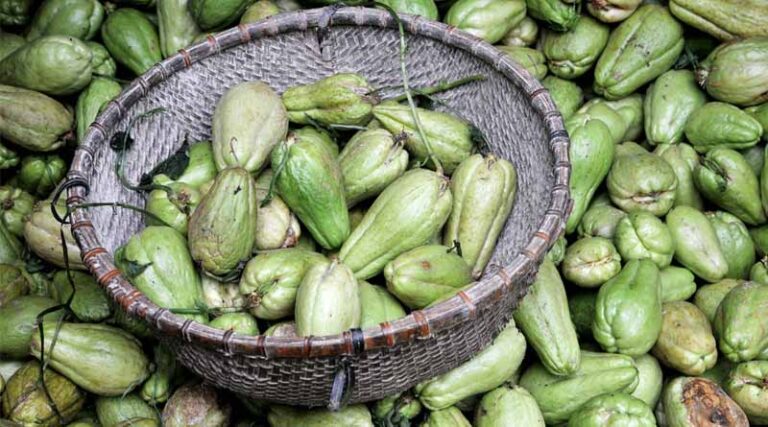 Colombia Chooses Its Opportunity Crops