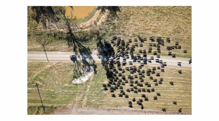 Australia Lifts Ban on US Beef Imports – What Now?