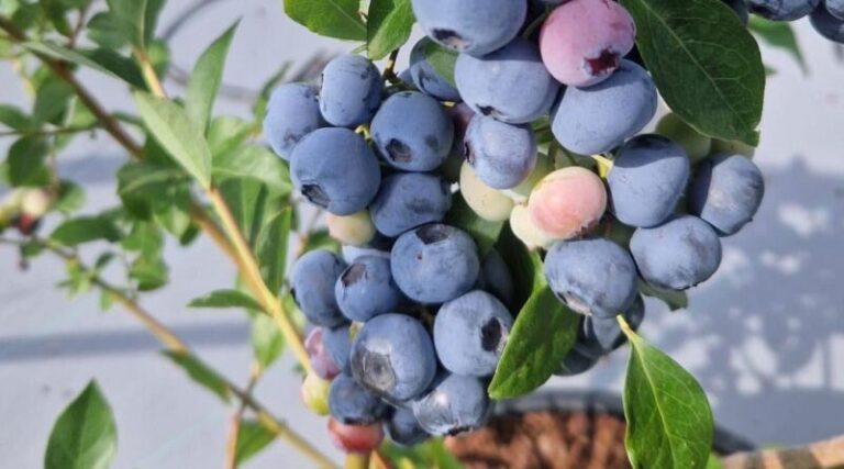 The James Hutton Institute Introduces The First UK-BRED Blueberry