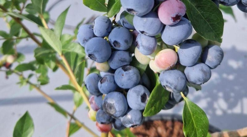 The James Hutton Institute Introduces The First UK-BRED Blueberry