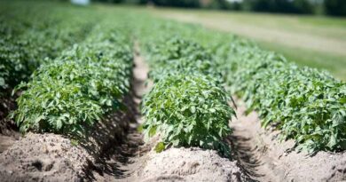 Kharif 2025: No Shortage of Fertilizers in Haryana, Timely Supply Ensured- Agriculture Minister Shyam Singh Rana