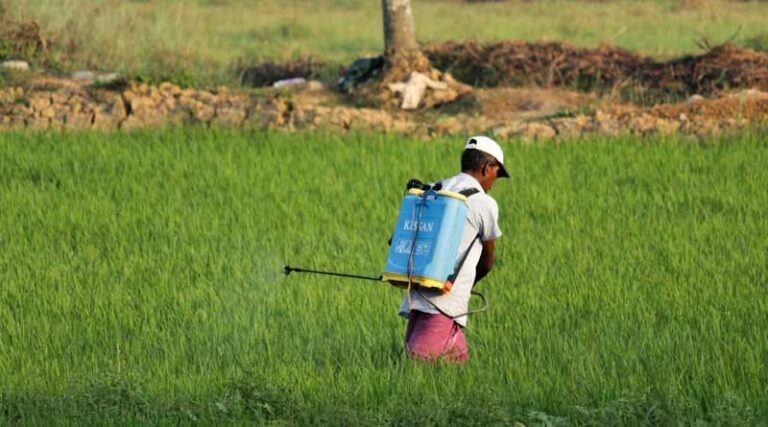 Hexaconazole Added to the List of Insecticides Banned for Basmati Paddy in Punjab