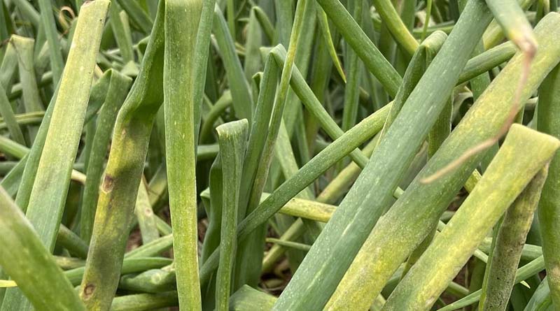 Simon's Seasonal Insights - Crop Stress Raises Risk Of Disease Susceptibility In Onions
