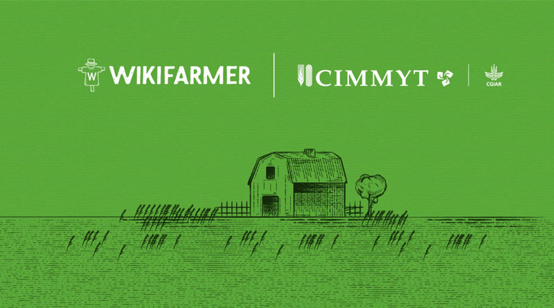 CIMMYT And Wikifarmer Partner To Transform Agriculture And Empower Youth