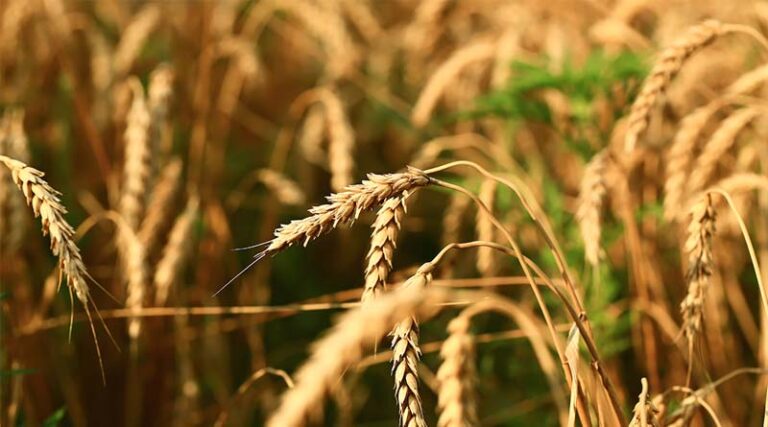 Canada Contributes Cad 250,000 For Food, Animal And Plant Health Standards