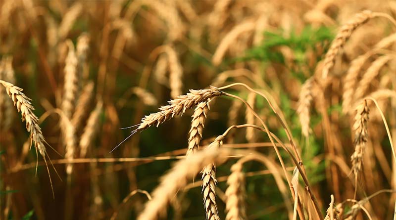 Canada Contributes Cad 250,000 For Food, Animal And Plant Health Standards
