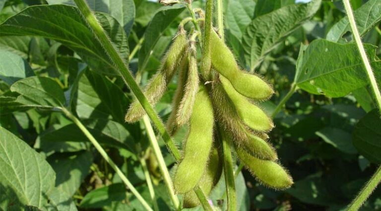 Recommended Fungicide Spray for Rhizoctonia Aerial Blight in Soybean – Advisory by ICAR-NSI, Indore