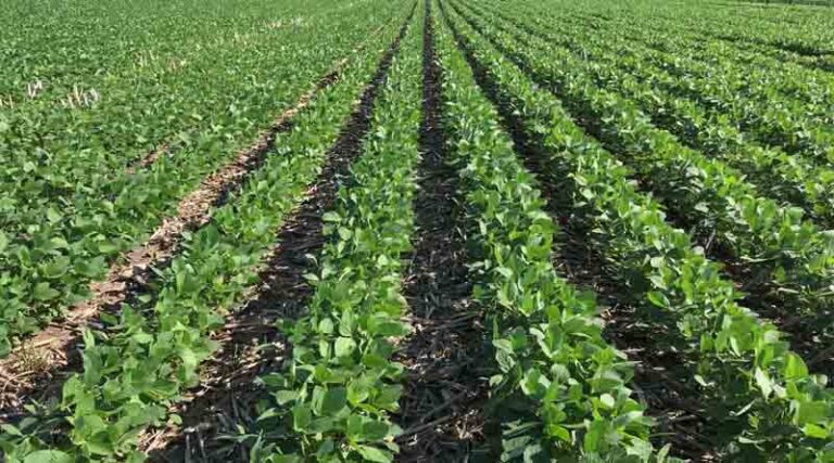 YMV/SMV Virus Threat in Soybean: National Soybean Research Institute, Indore Issues Control Advisory