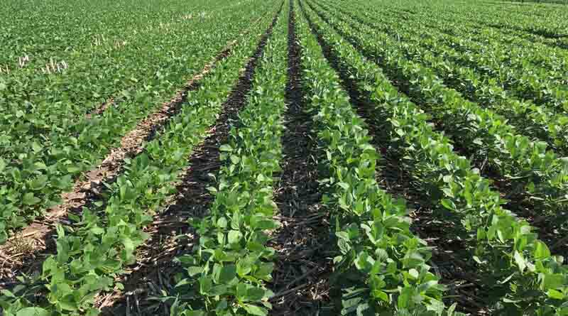 YMV/SMV Virus Threat in Soybean: National Soybean Research Institute, Indore Issues Control Advisory