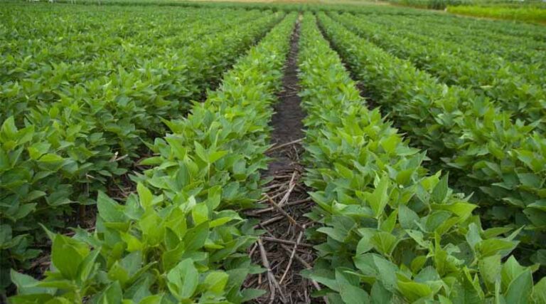 Major Soybean Diseases in Kharif 2025: Symptoms, Recommended Agrochemicals, and Precautions